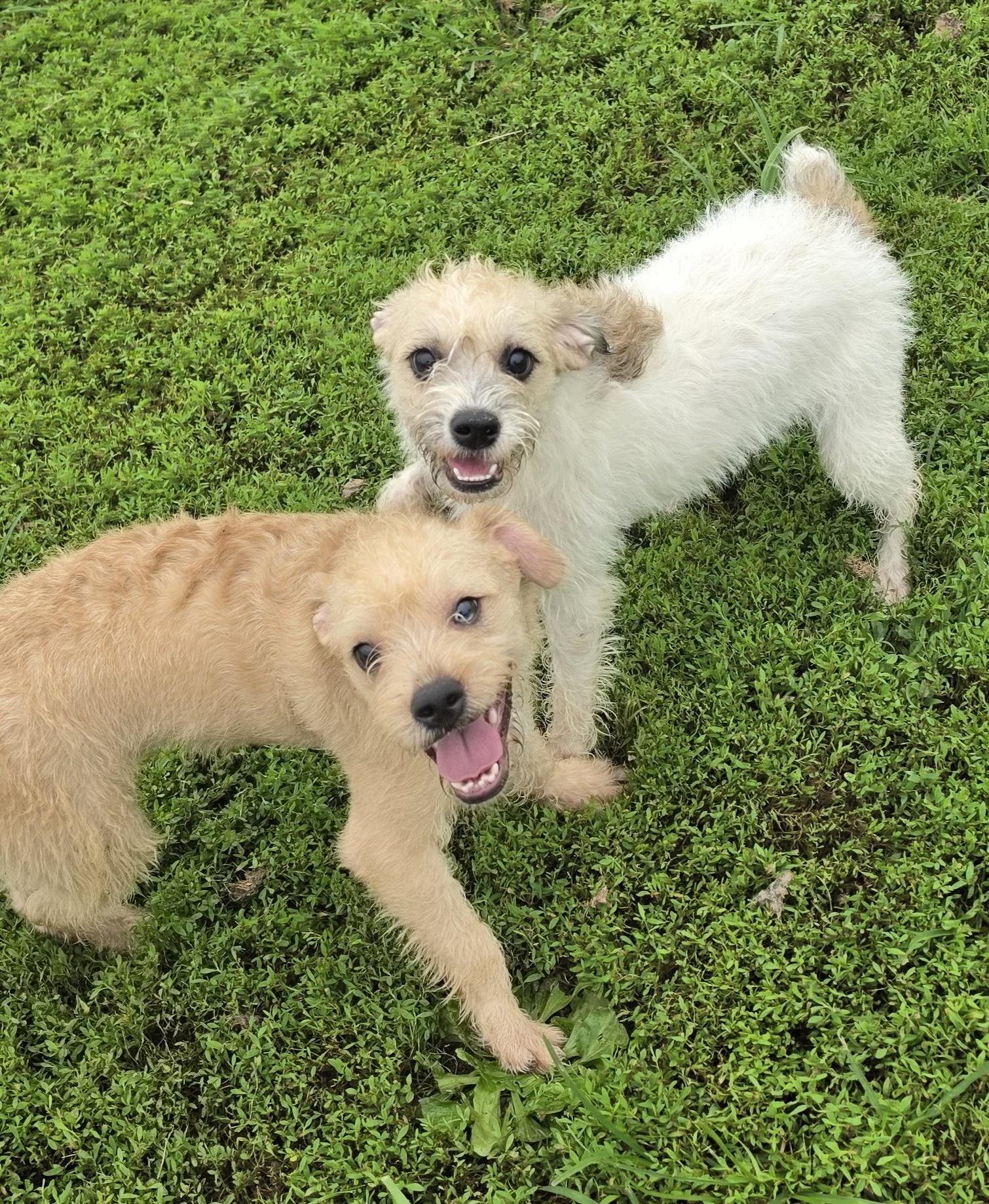 Enlarge Scotty, an adopted mixed breed in Terre Haute, IN image 4/6