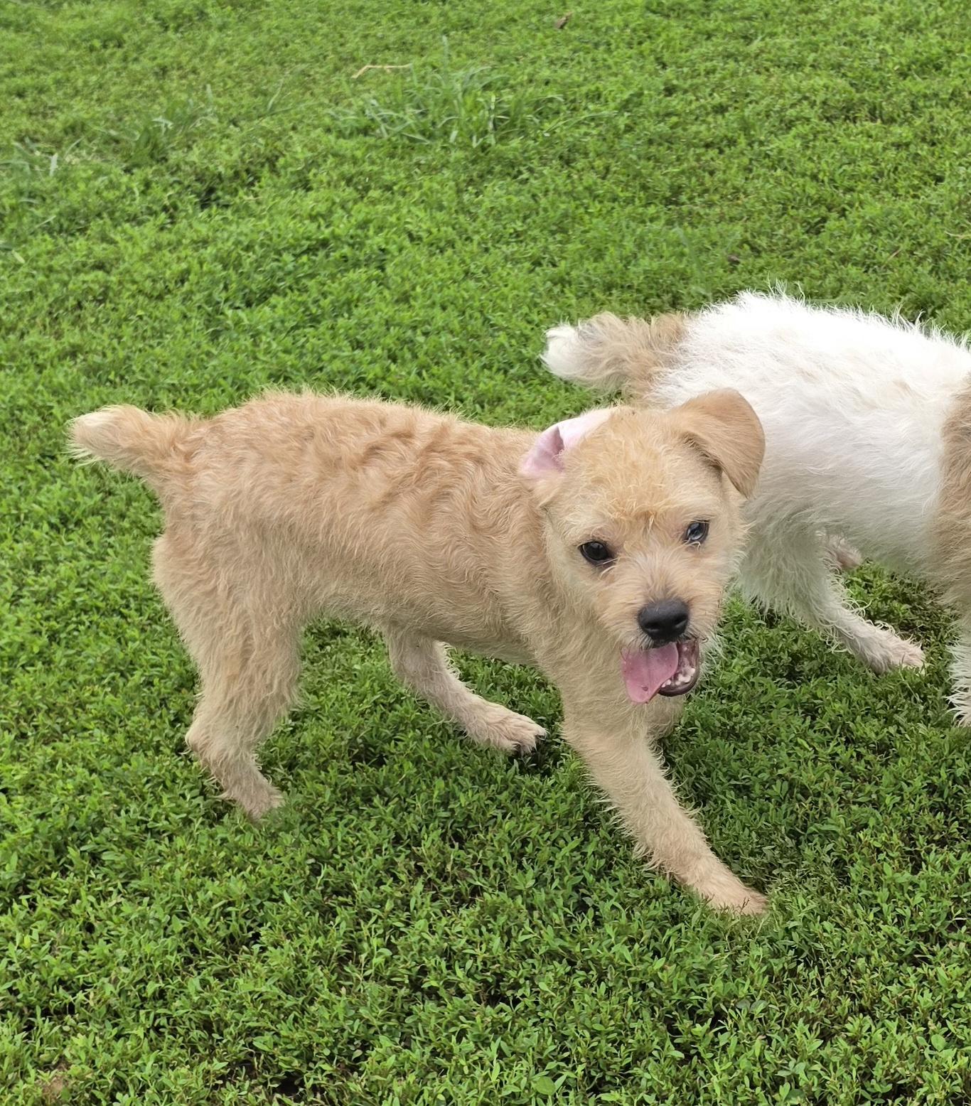 Enlarge Scotty, an adopted mixed breed in Terre Haute, IN image 6/6