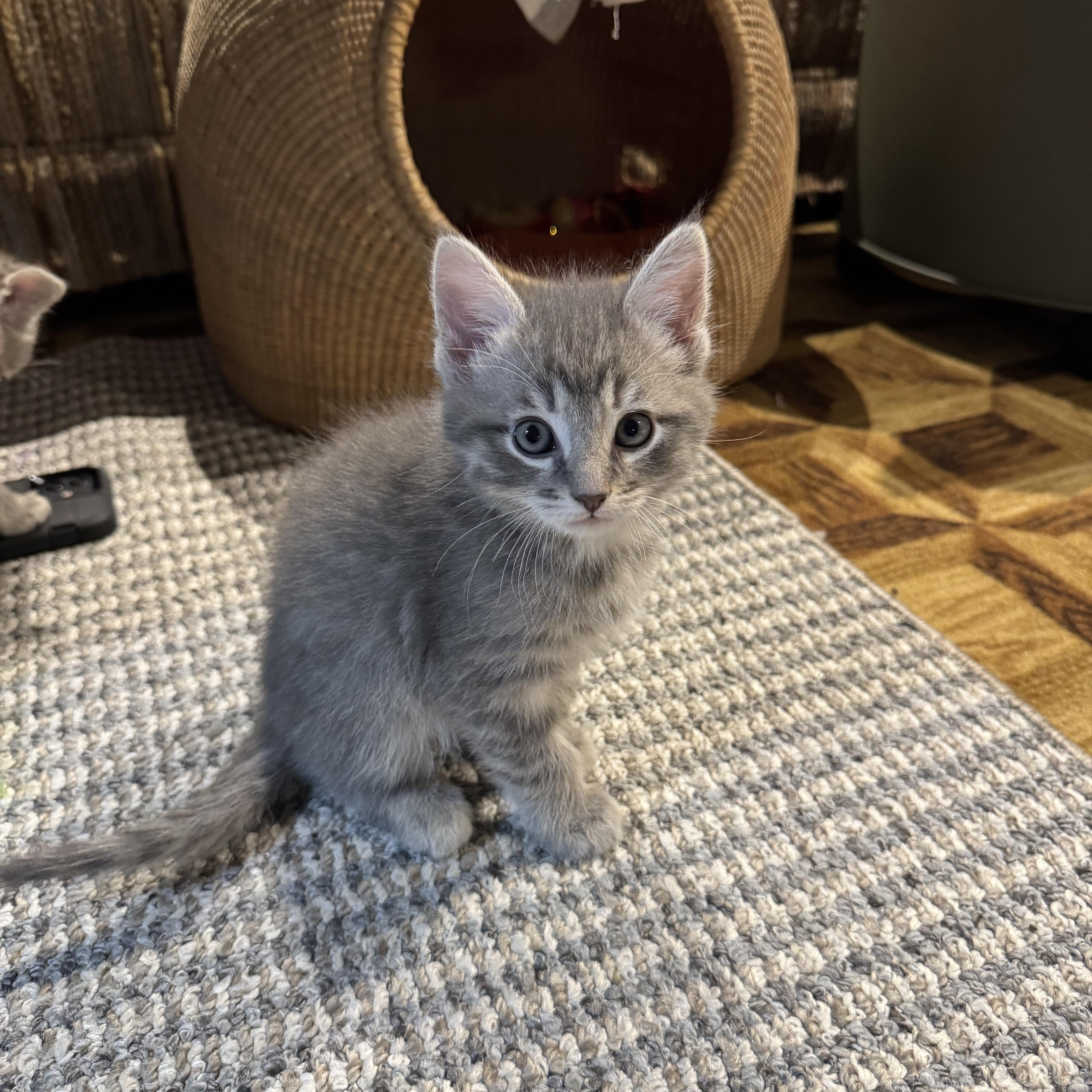 Enlarge Atlas, an adopted Tabby in Wadsworth, IL image 1/3