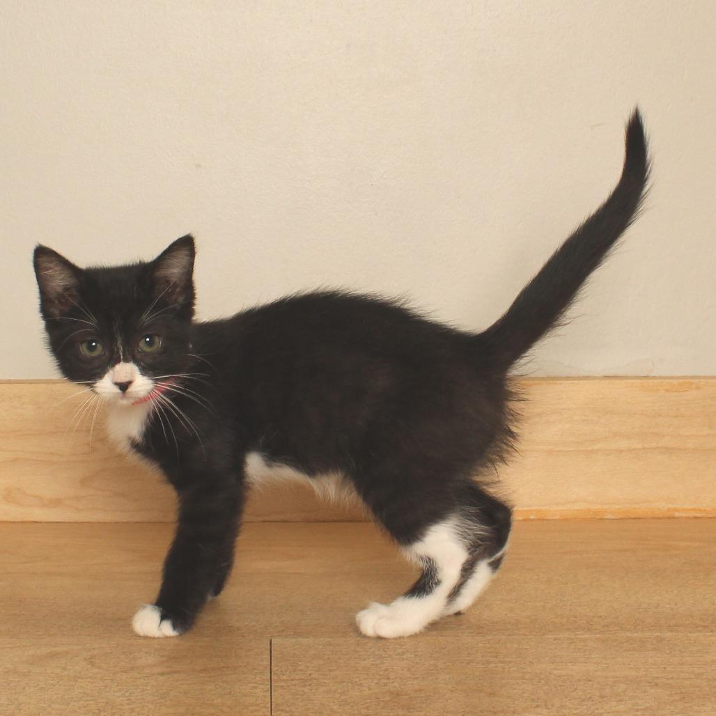 Uhura C70786 photo