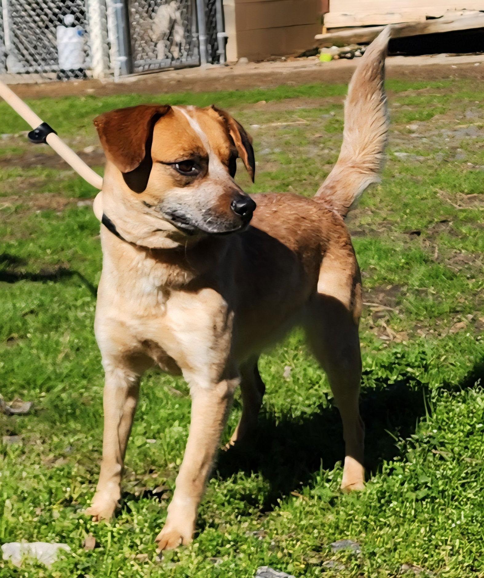 Enlarge 260221  Billie, a Adoptable mixed breed in Wetumpka, AL image 1/3