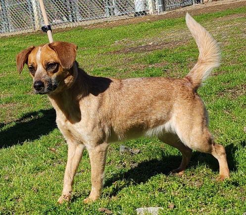Enlarge 260221  Billie, a Adoptable mixed breed in Wetumpka, AL image 2/3