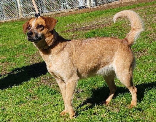 Enlarge 260221  Billie, a Adoptable mixed breed in Wetumpka, AL image 3/3