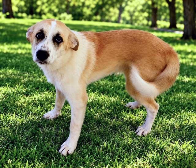 Enlarge PUPPY KAROL, a Adoptable Great Pyrenees in Brandford, CT image 1/3