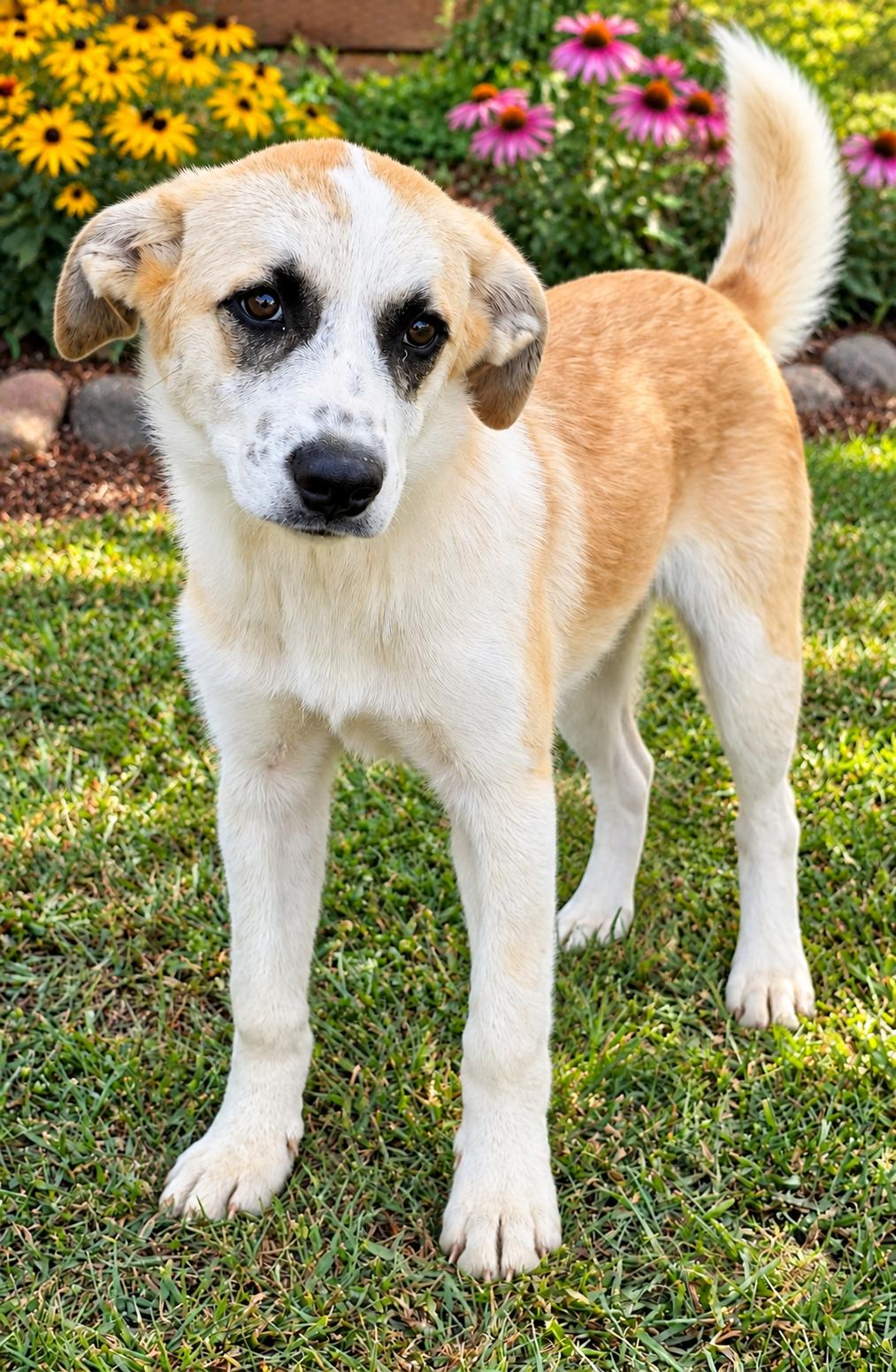 PUPPY KAROL, Adoptable, Puppy Female Great Pyrenees.