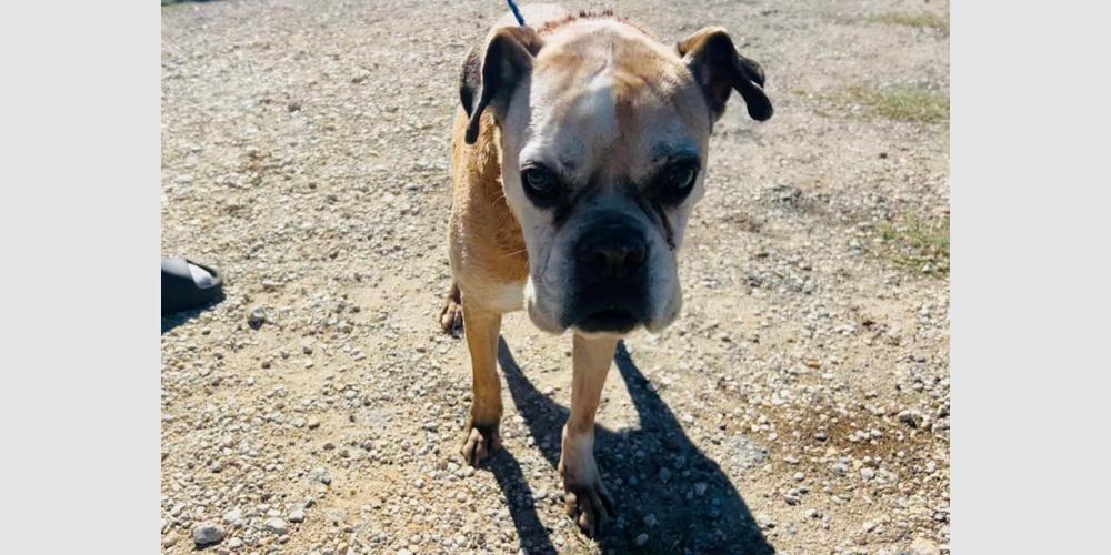 Sweet Pea - Silver Heart, Adoptable, Senior Female Boxer.