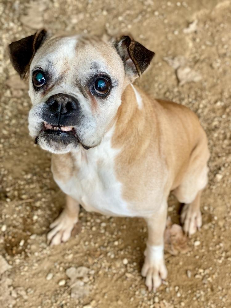 Sweet Pea - Silver Heart, a Adoptable Boxer in Hewitt, TX image 2/4