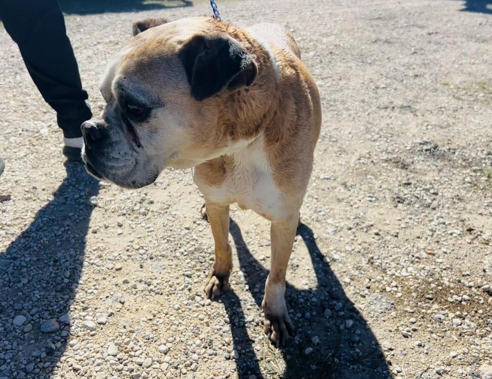 Sweet Pea - Silver Heart, a Adoptable Boxer in Hewitt, TX image 3/4