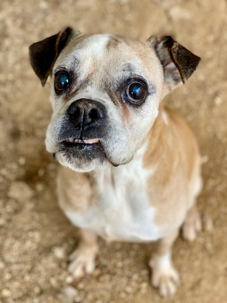Sweet Pea - Silver Heart, a Adoptable Boxer in Hewitt, TX image 4/4