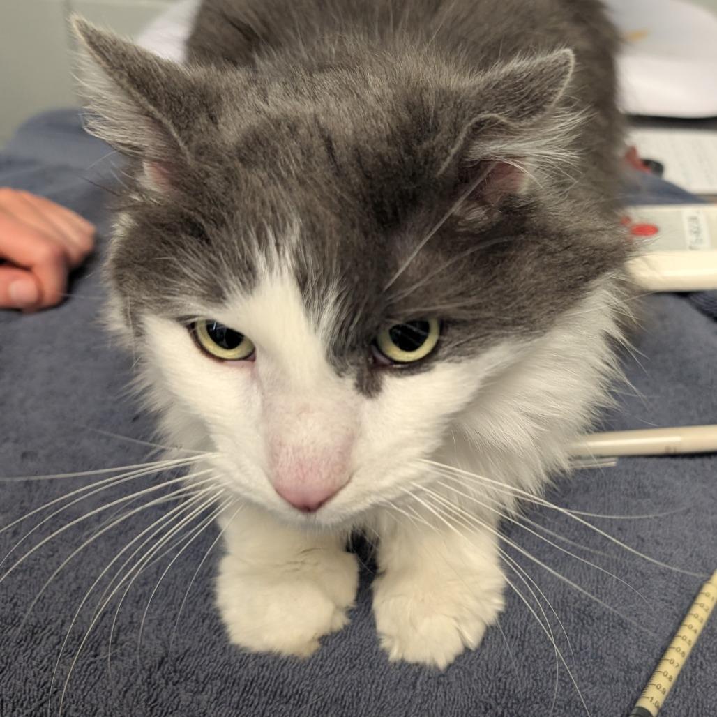 Enlarge Mac (Holland Cat Cove), a Adoptable Domestic Long Hair in West Olive, MI image 1/6