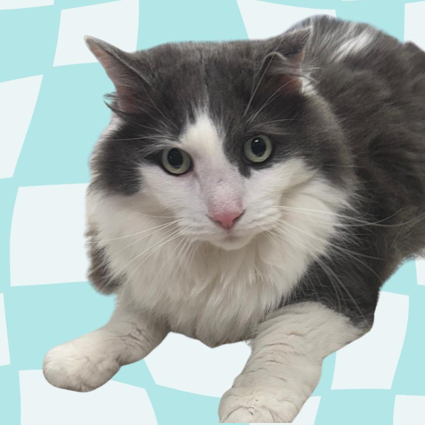 Enlarge Mac (Holland Cat Cove), a Adoptable Domestic Long Hair in West Olive, MI image 2/6