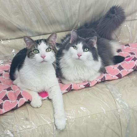 Enlarge Mac (Holland Cat Cove), a Adoptable Domestic Long Hair in West Olive, MI image 3/6