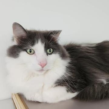 Enlarge Mac (Holland Cat Cove), a Adoptable Domestic Long Hair in West Olive, MI image 4/6
