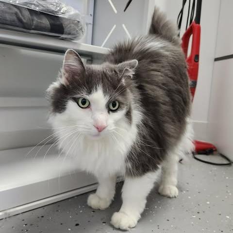 Enlarge Mac (Holland Cat Cove), a Adoptable Domestic Long Hair in West Olive, MI image 5/6