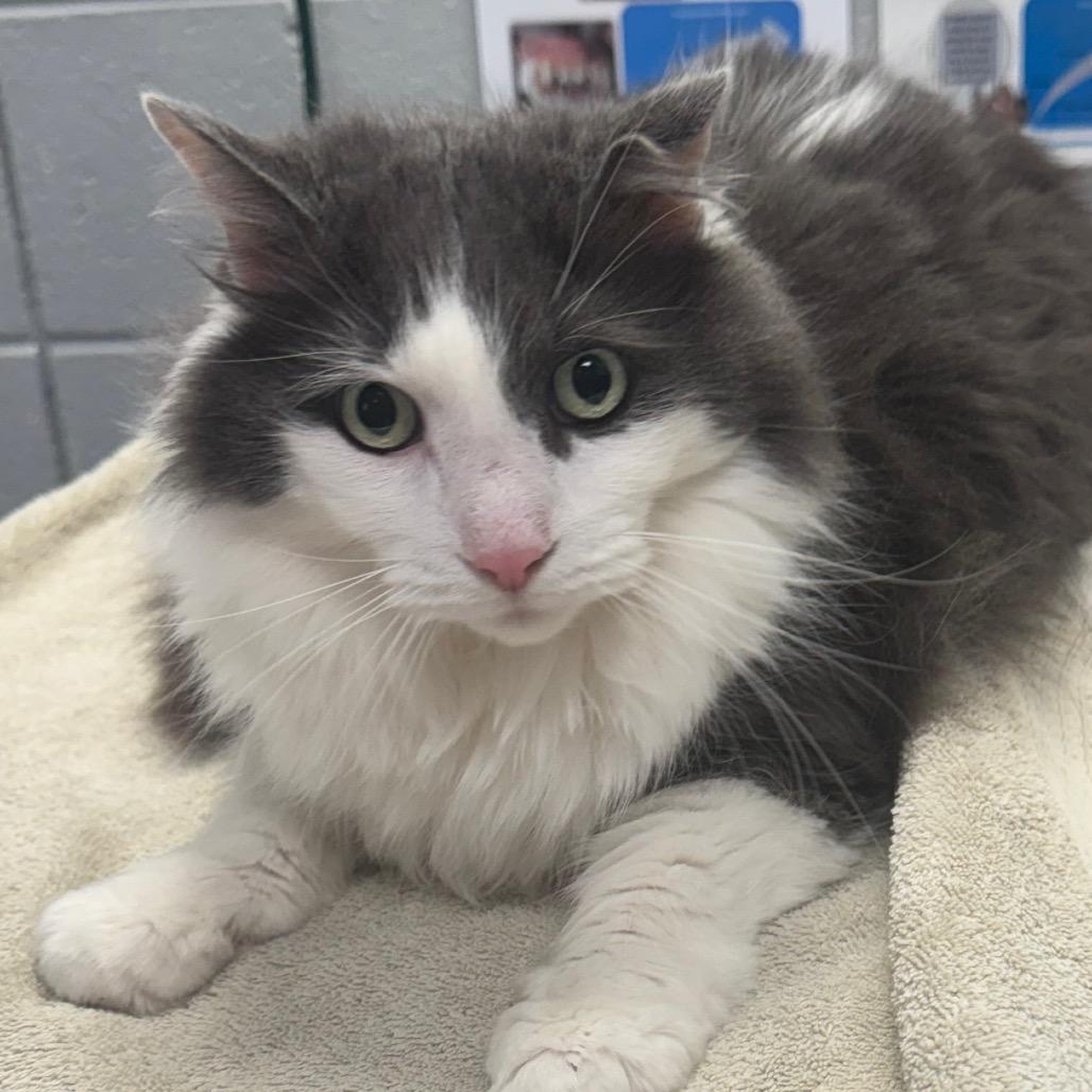 Enlarge Mac (Holland Cat Cove), a Adoptable Domestic Long Hair in West Olive, MI image 6/6