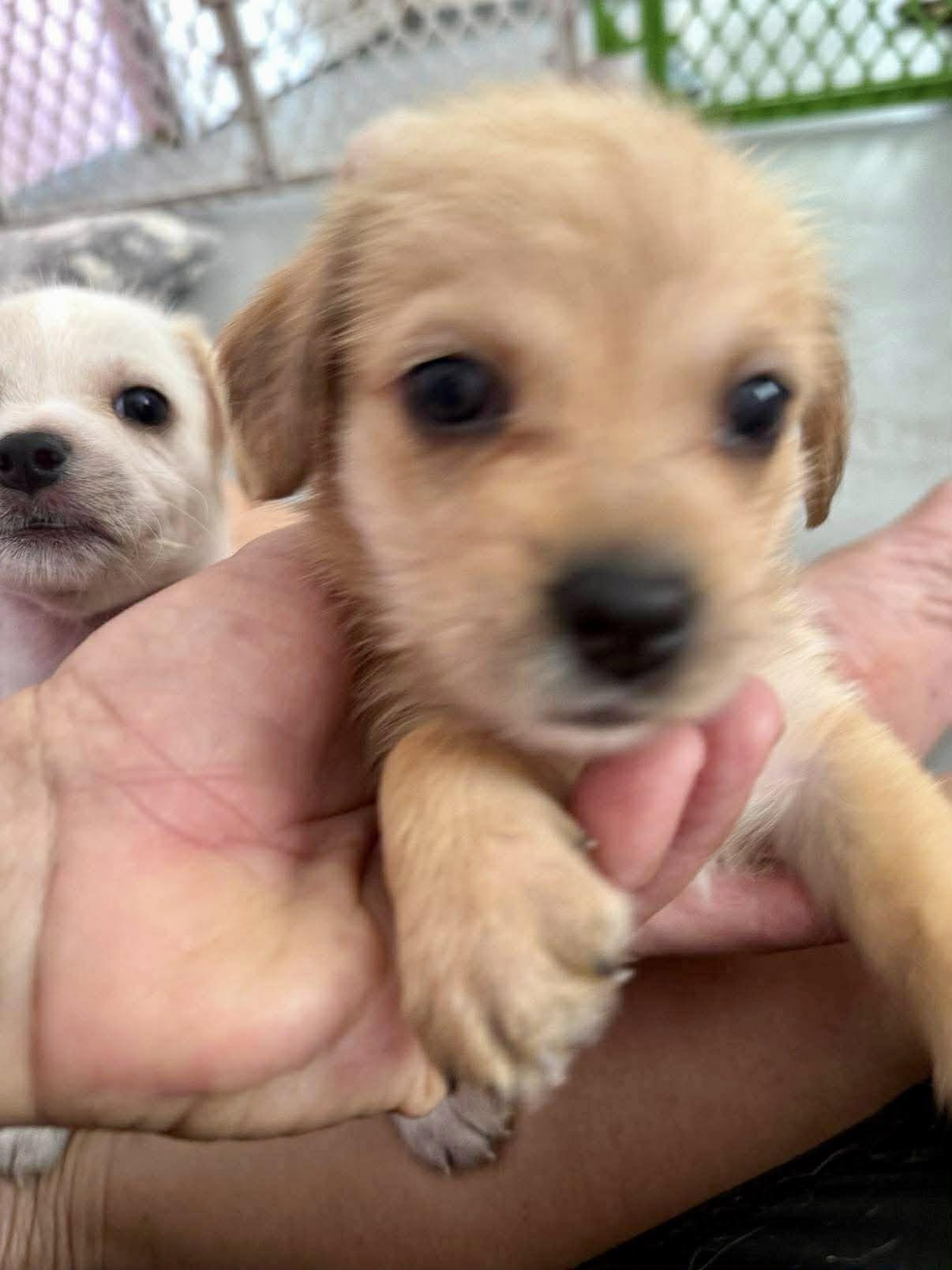 Enlarge Lobae, a ADOPTABLE mixed breed in Nanuet, NY image 1/6