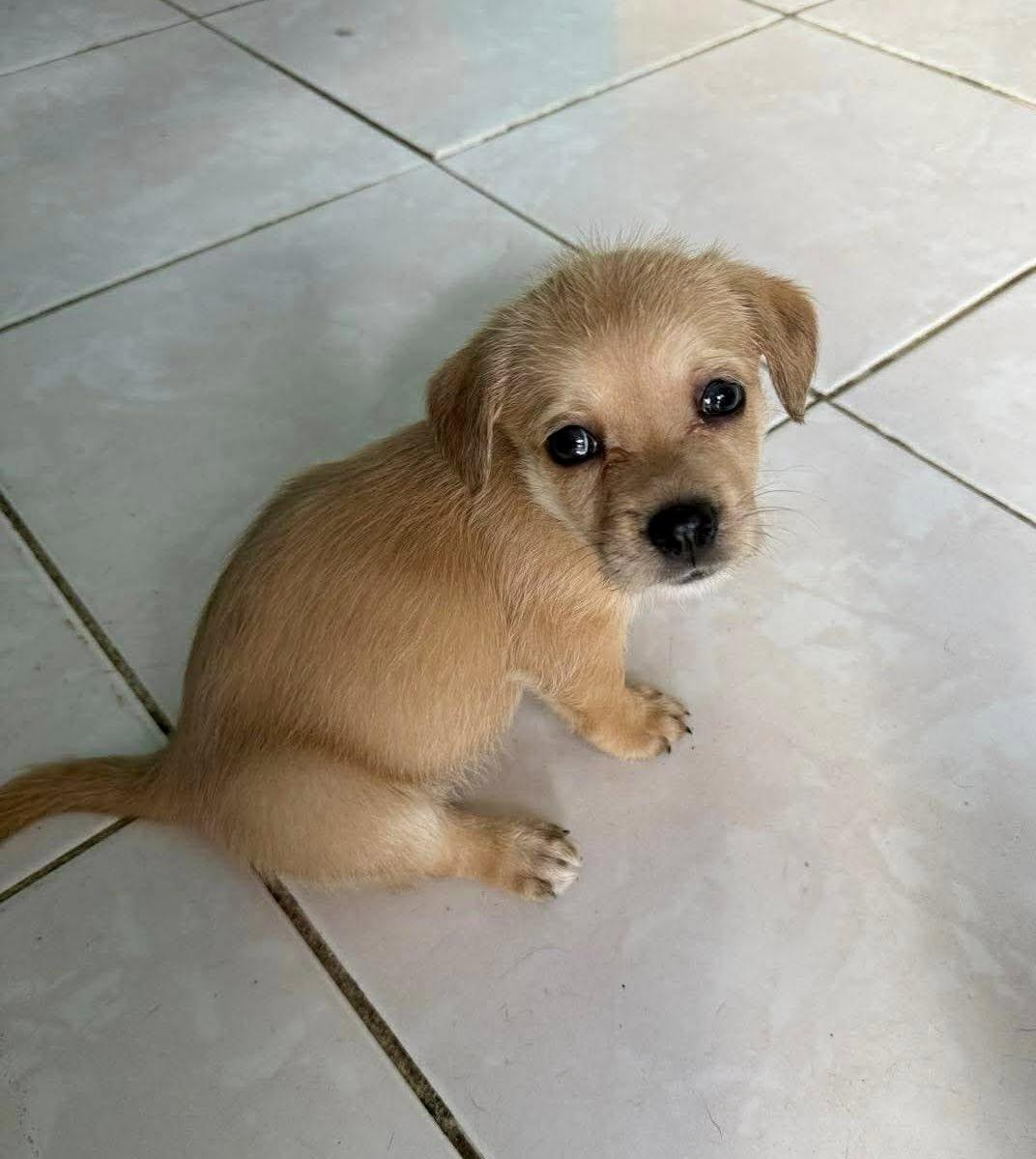 Enlarge Lobae, a ADOPTABLE mixed breed in Nanuet, NY image 2/6