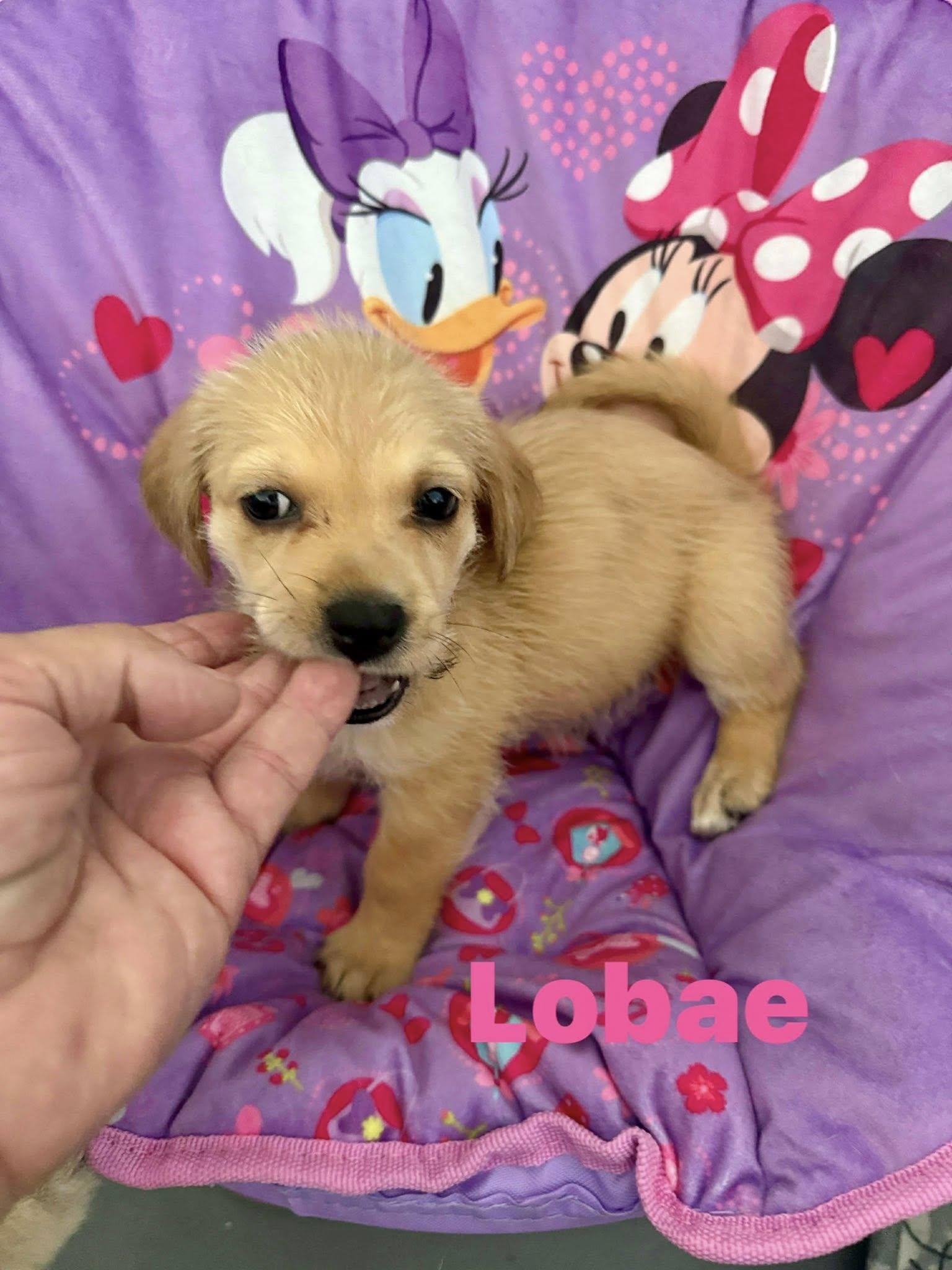 Enlarge Lobae, a ADOPTABLE mixed breed in Nanuet, NY image 3/6