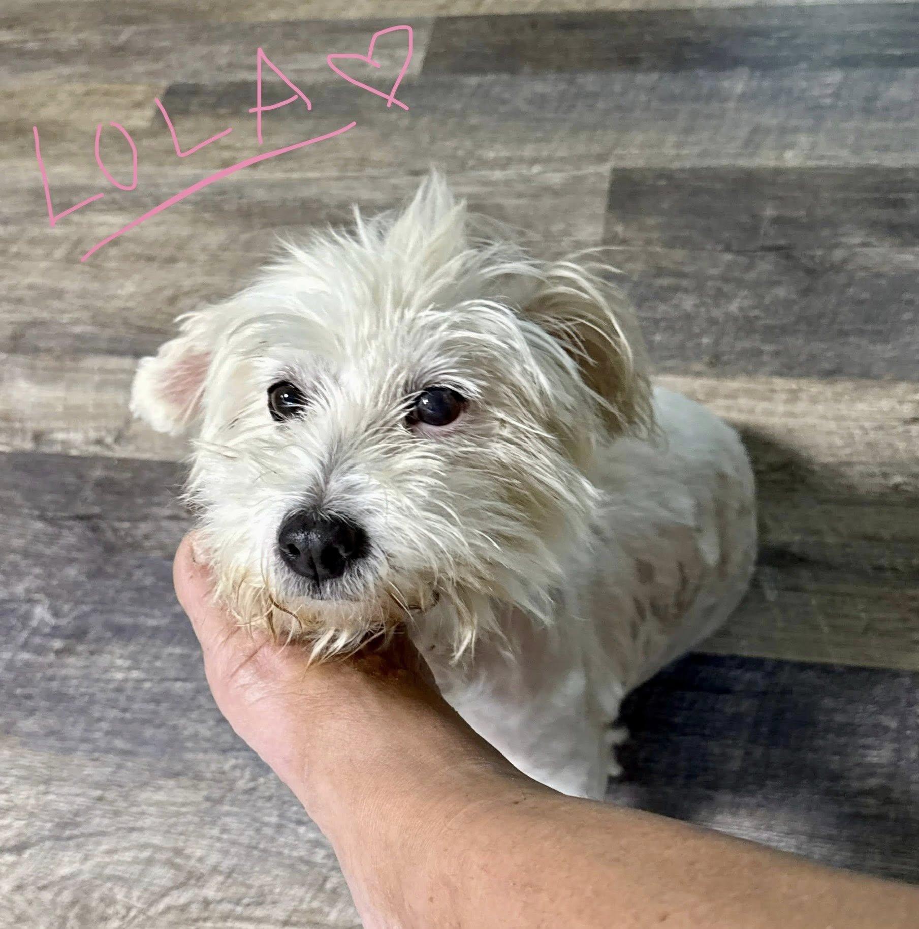 Enlarge Lobae, a ADOPTABLE mixed breed in Nanuet, NY image 4/6