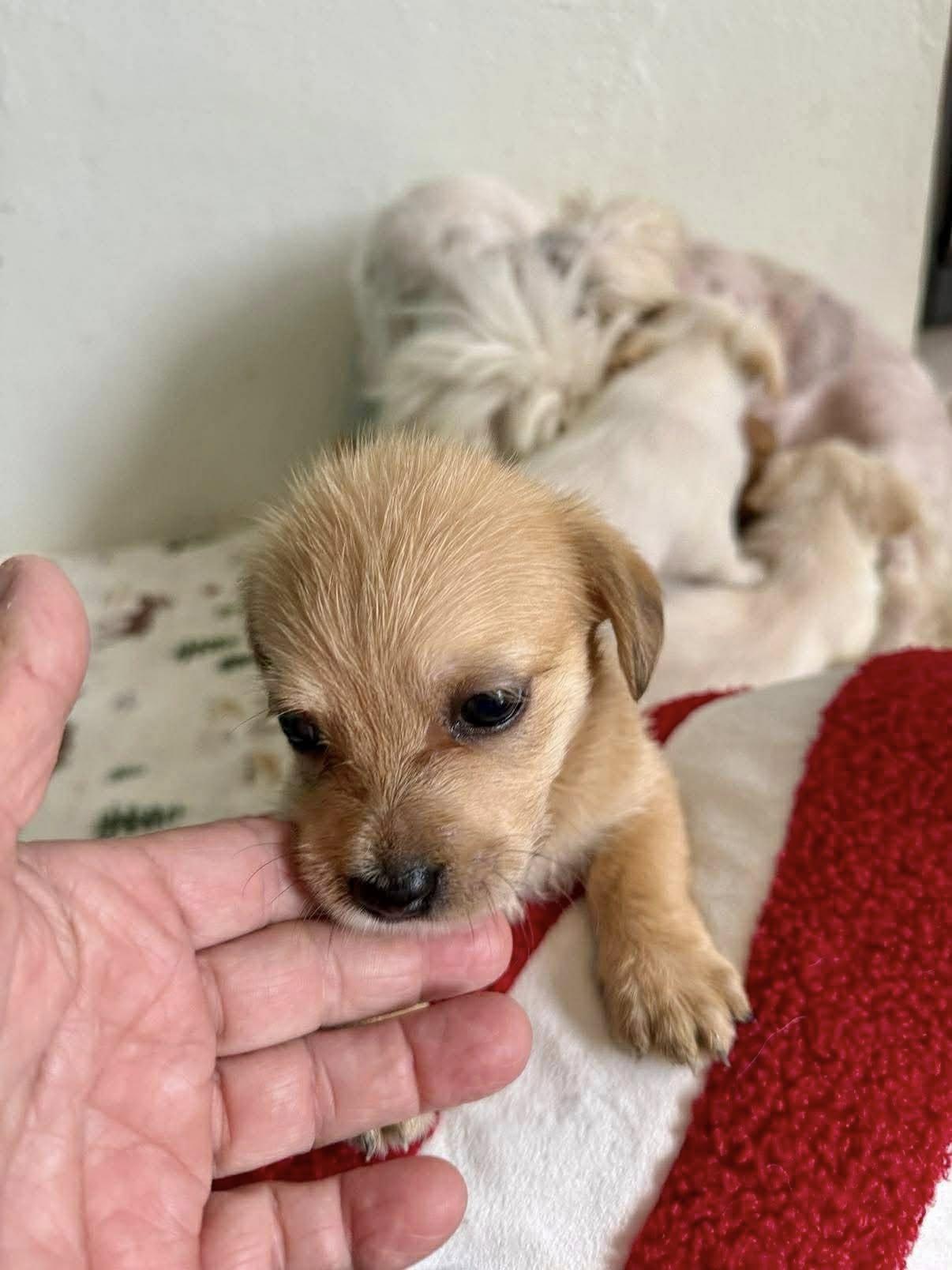 Enlarge Lobae, a ADOPTABLE mixed breed in Nanuet, NY image 5/6