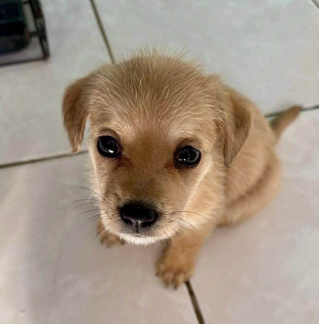 Enlarge Lobae, a ADOPTABLE mixed breed in Nanuet, NY image 6/6