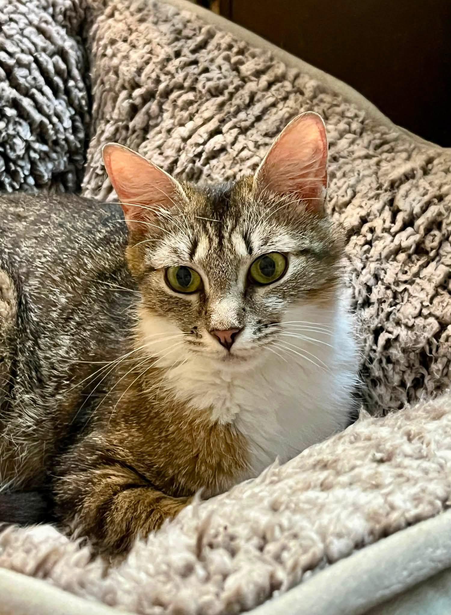 Brooklyn, ADOPTABLE, Adult Female Domestic Short Hair.