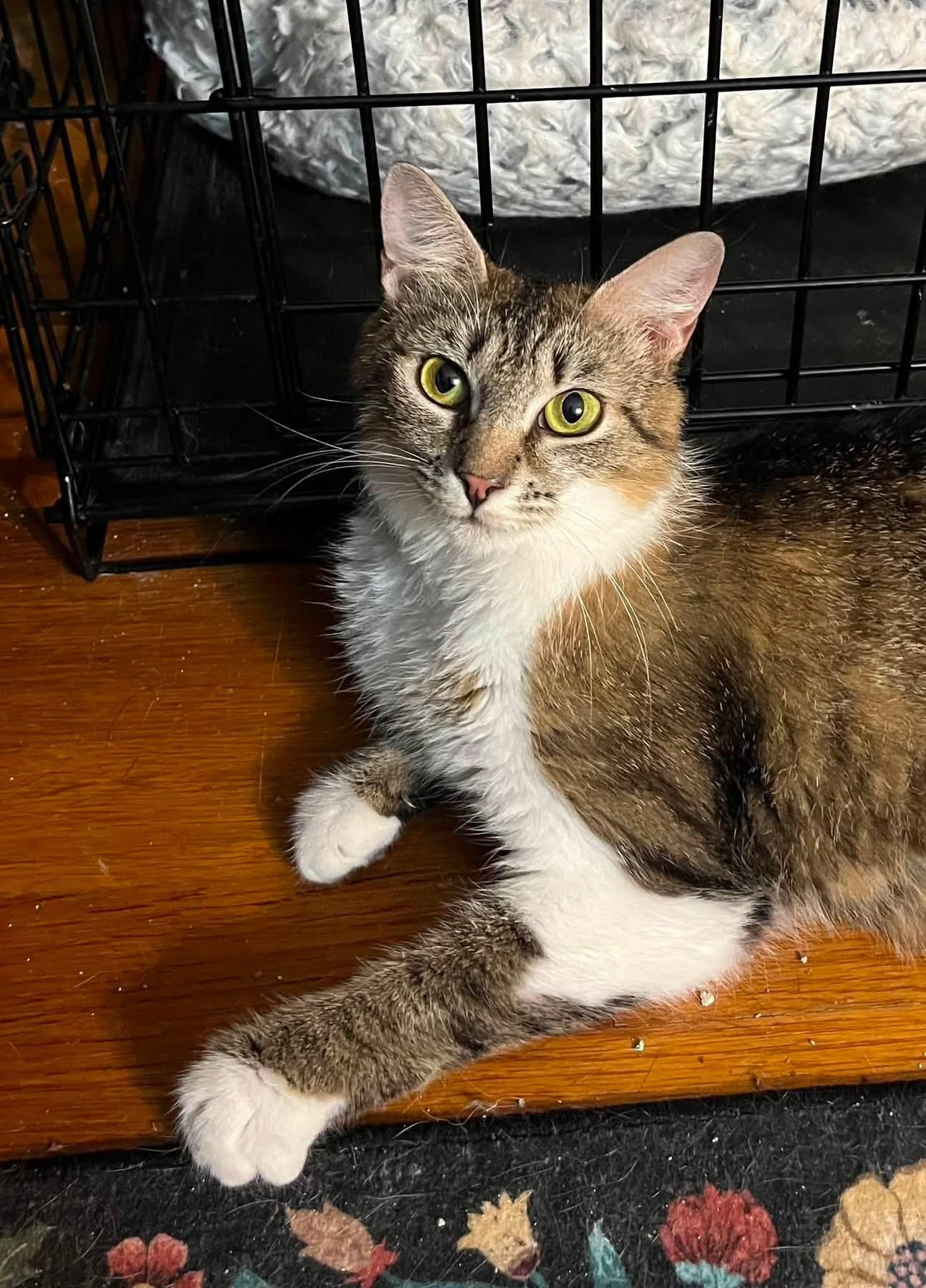 Brooklyn, a ADOPTABLE Domestic Short Hair in Enfield, CT image 2/2