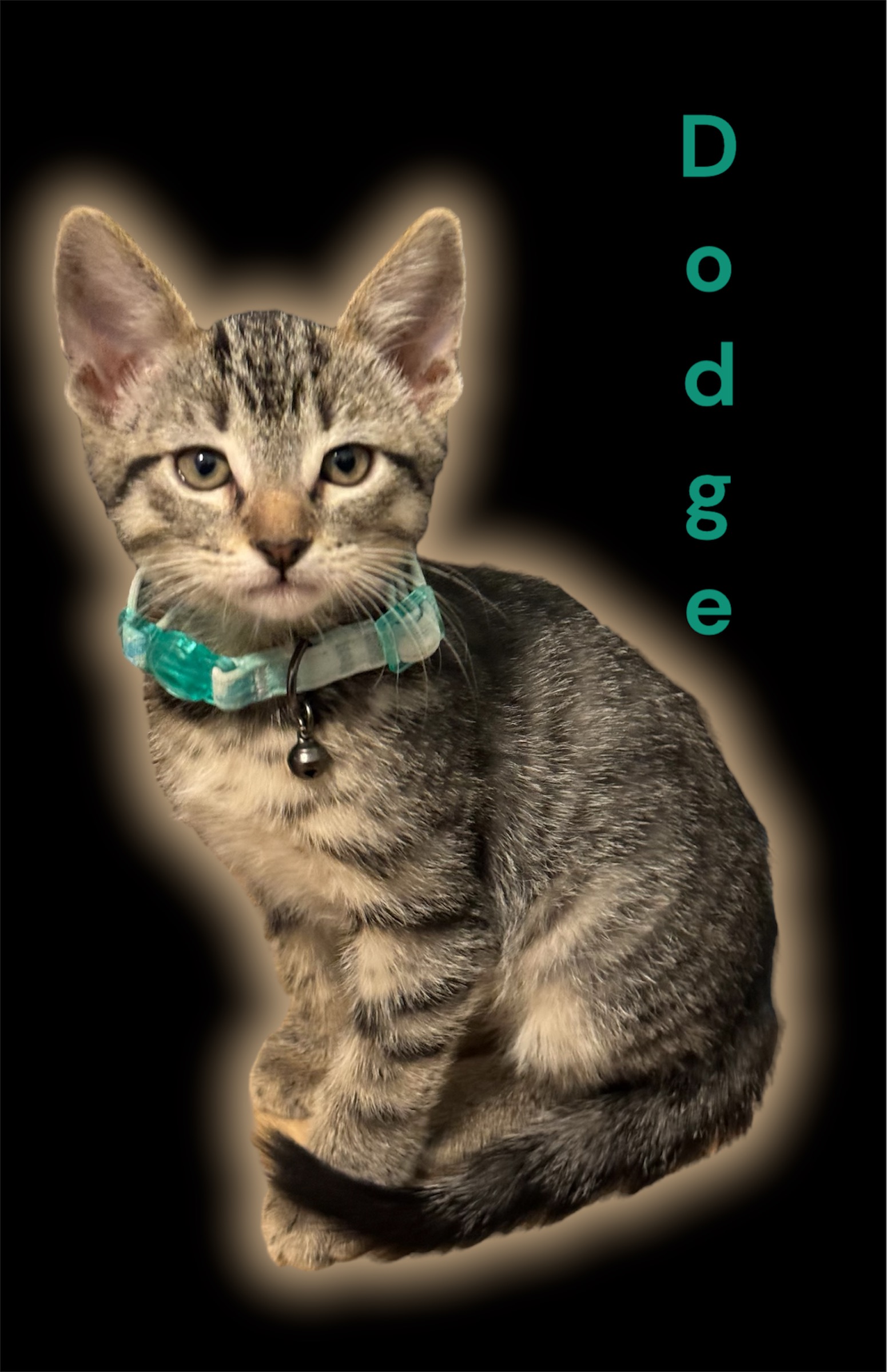 Cat for adoption Dodge, a Domestic Short Hair in Auburn, CA Petfinder