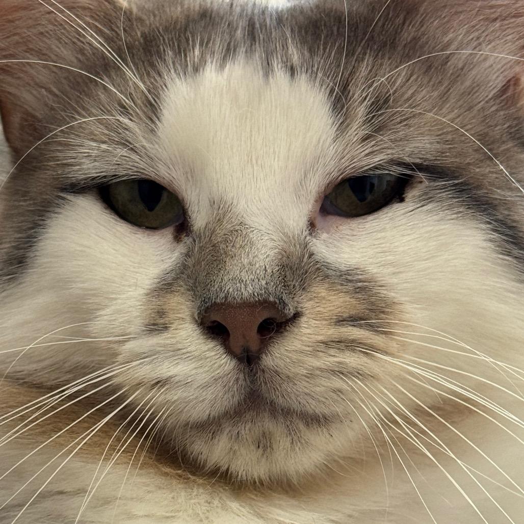 Tiger ARC26 - 142, Adoptable, Adult Male Domestic Long Hair.