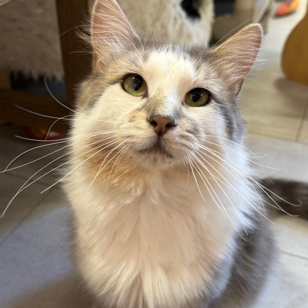 Tiger ARC26 - 142, a Adoptable Domestic Long Hair in Akron, NY image 2/5