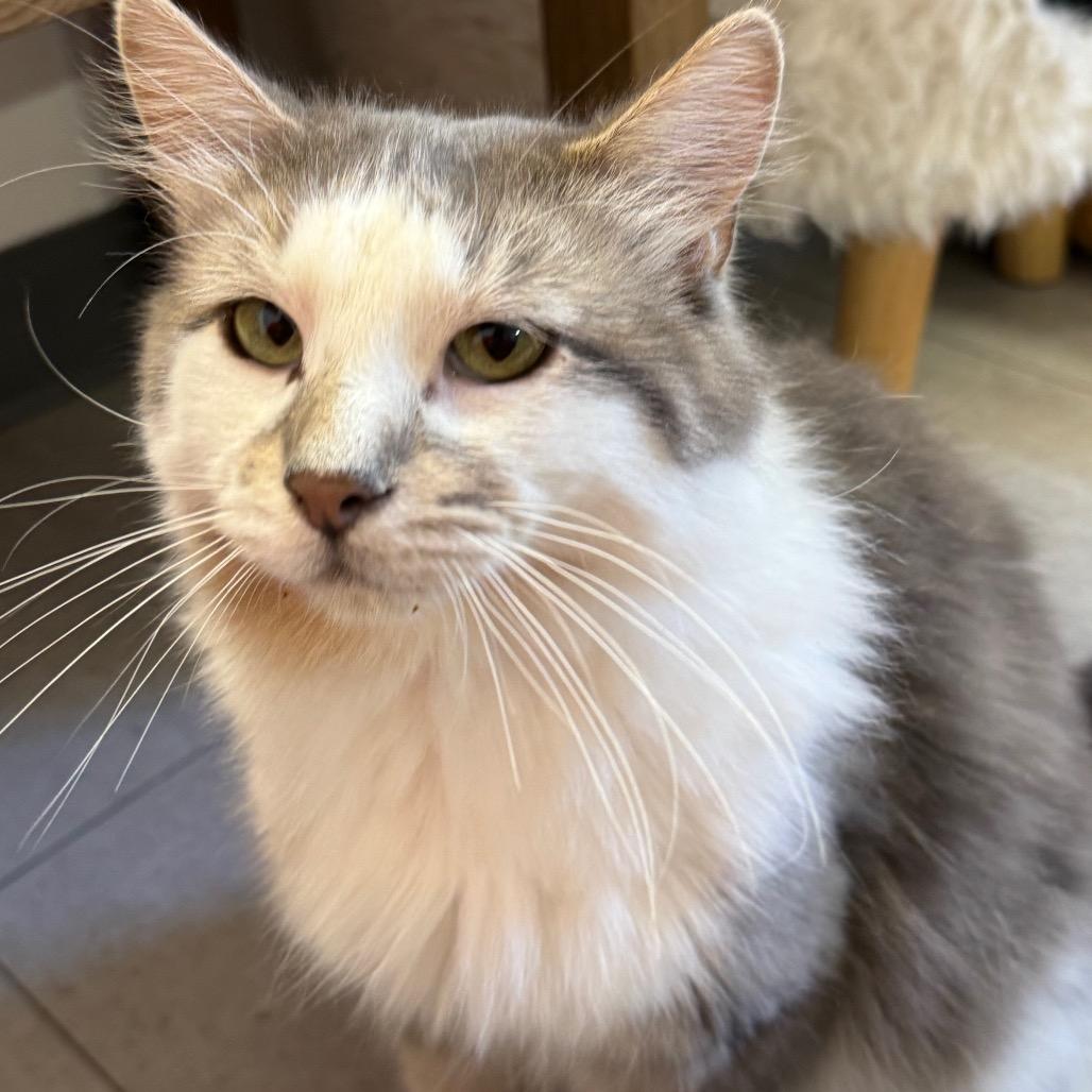 Tiger ARC26 - 142, a Adoptable Domestic Long Hair in Akron, NY image 3/5