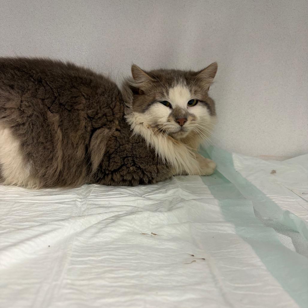 Tigress ARC26 - 142, Adoptable, Adult Female Domestic Long Hair.
