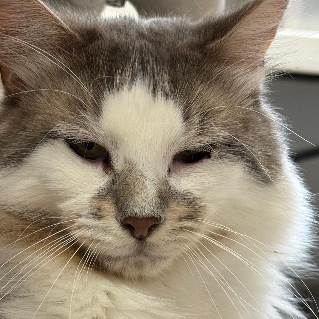 Tiger ARC26 - 142, a Adoptable Domestic Long Hair in Akron, NY image 5/5