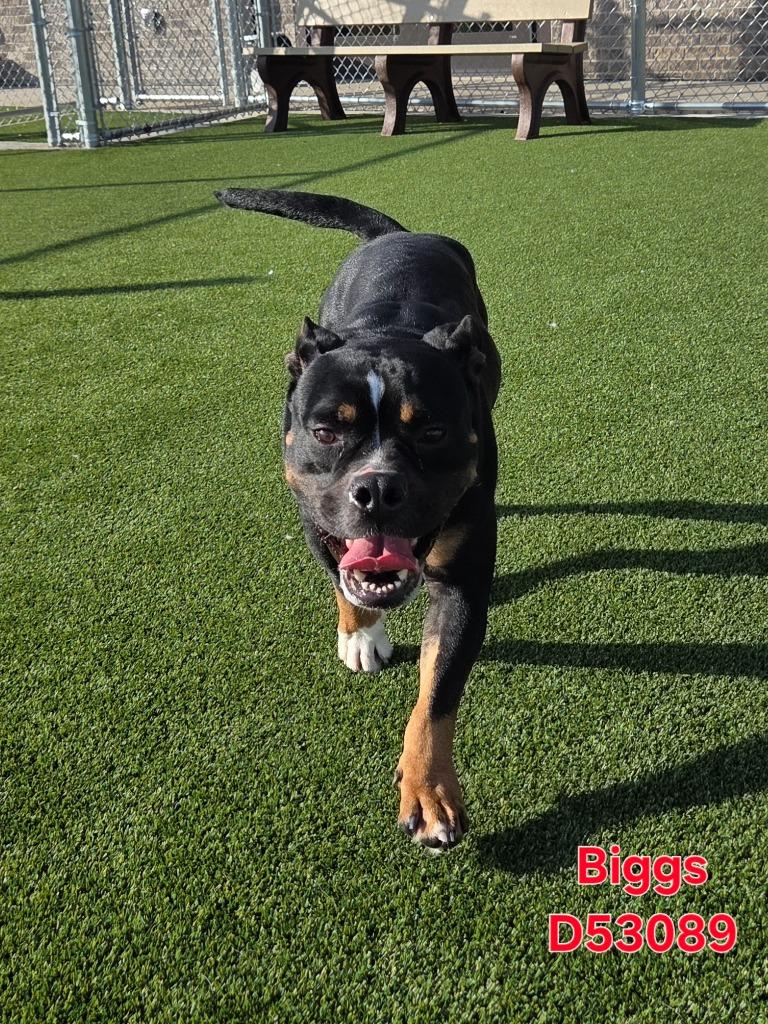 Enlarge Biggs, a Adoptable American Staffordshire Terrier in Clarksville, TN image 1/1