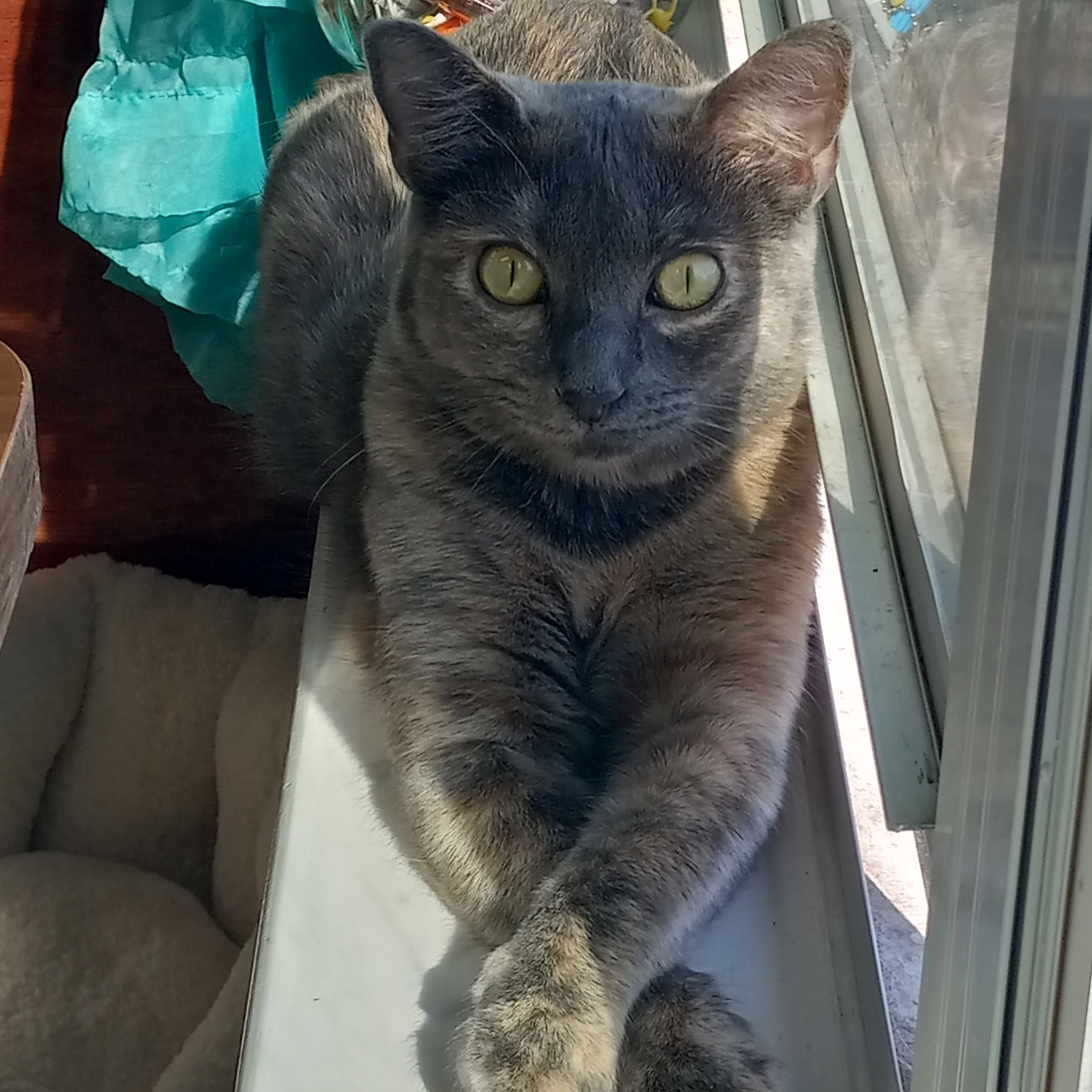 Francesca de Meow MS, Adoptable, Adult Female Domestic Short Hair.