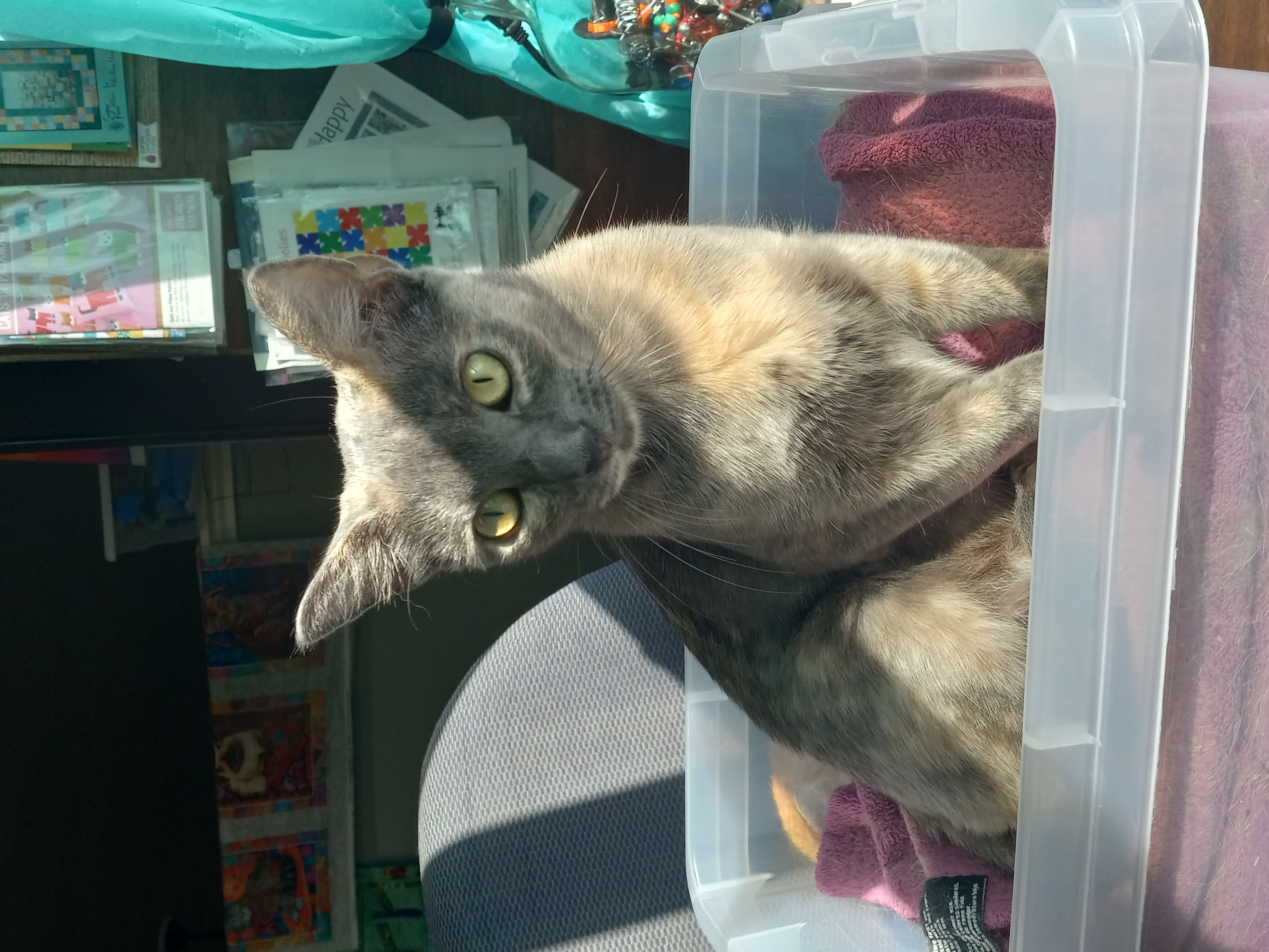 Francesca de Meow MS, a Adoptable Domestic Short Hair in Schertz, TX image 2/2