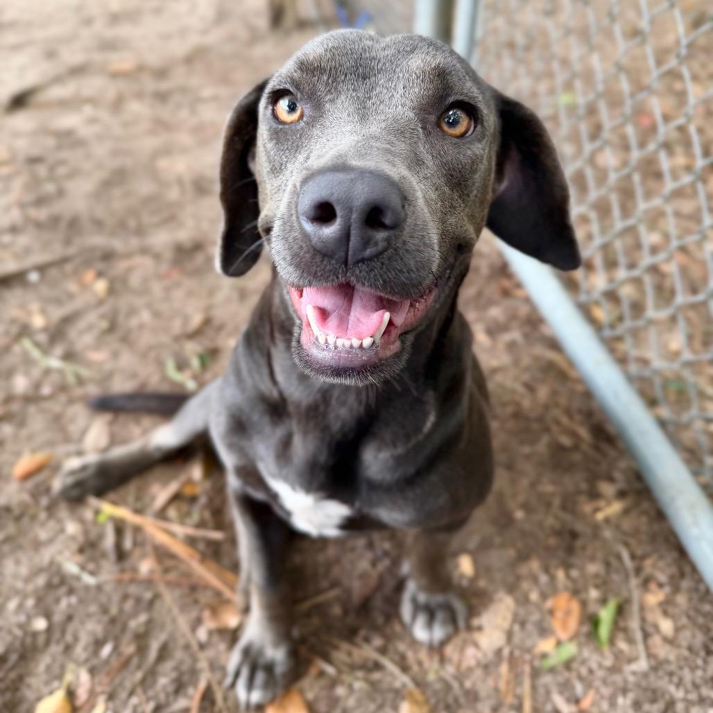 Juliet, Adoptable, Young Female Mixed Breed.