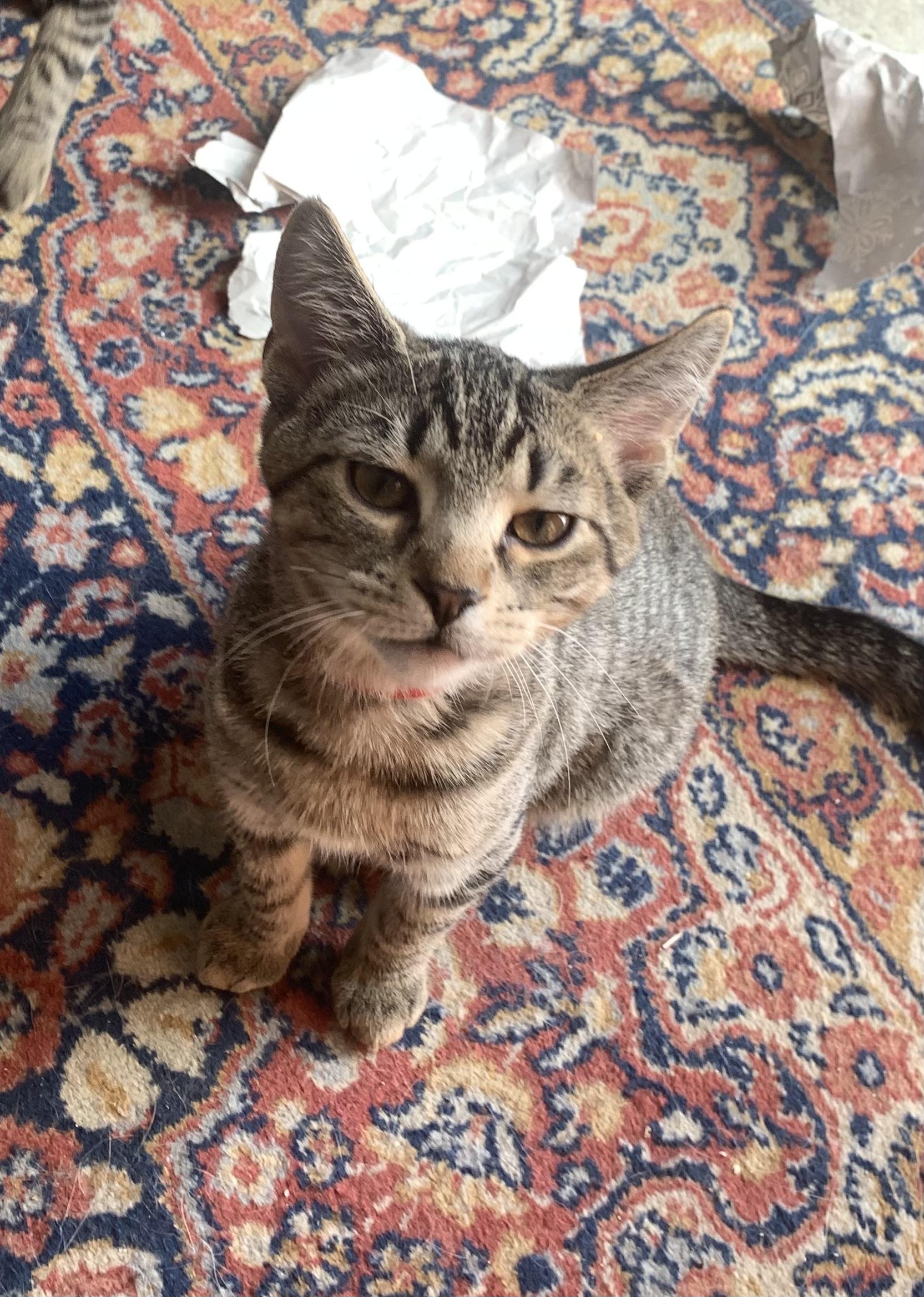 Enlarge Fozzie, a Adoptable Domestic Short Hair in Turnersville, NJ image 5/5