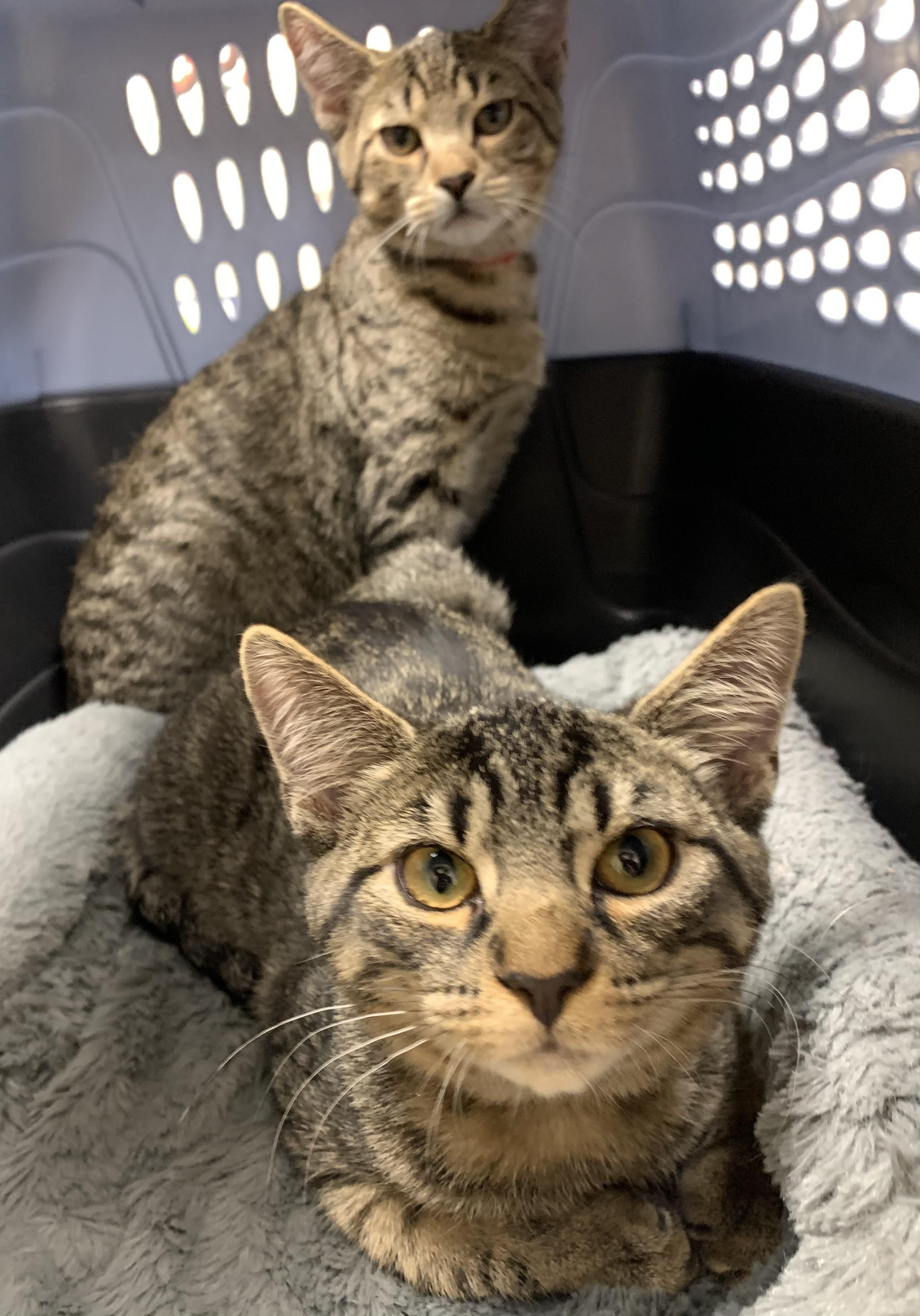 Enlarge Fozzie, a Adoptable Domestic Short Hair in Turnersville, NJ image 3/5