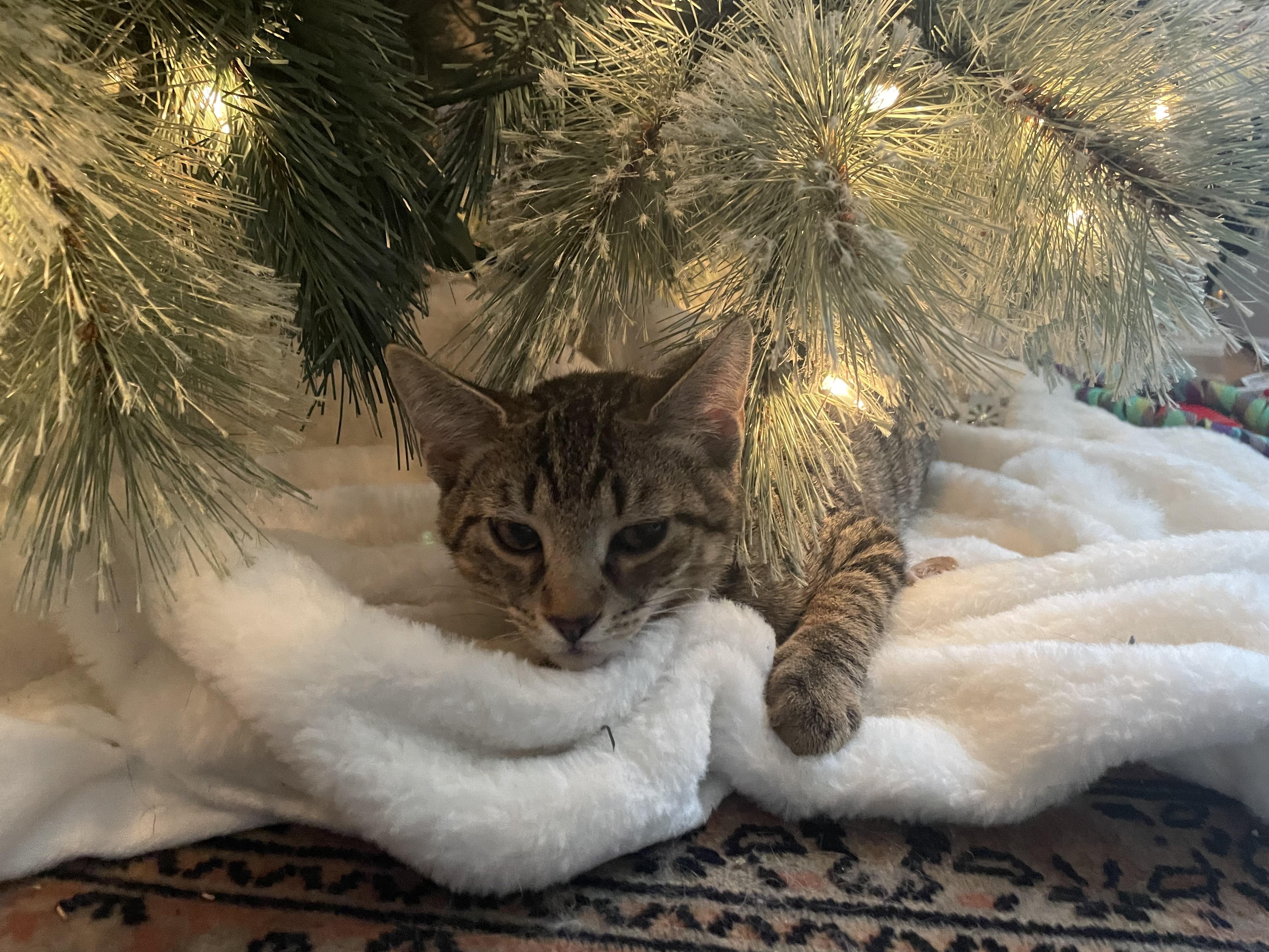 Enlarge Fozzie, a Adoptable Domestic Short Hair in Turnersville, NJ image 4/5