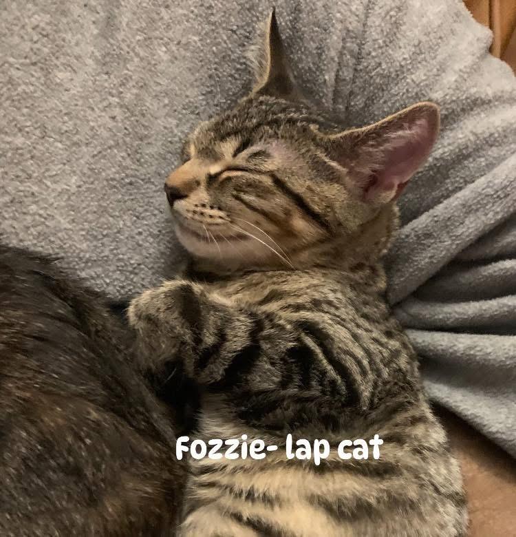 Fozzie, Adoptable, Kitten Male Domestic Short Hair.