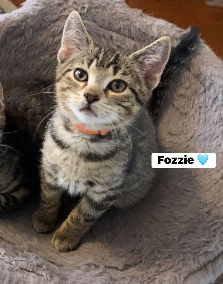 Enlarge Fozzie, a Adoptable Domestic Short Hair in Turnersville, NJ image 2/5