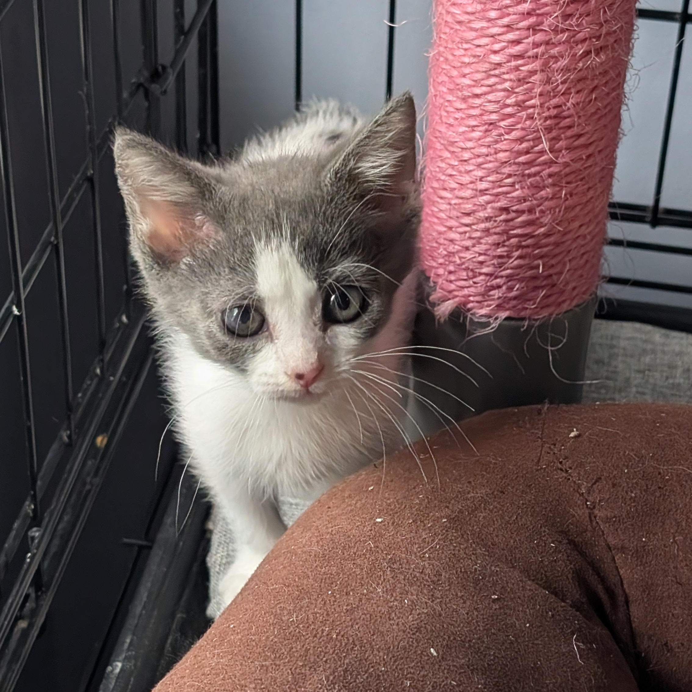 Enlarge Angel Baby, a Adopted American Shorthair in Pikesville, MD image 4/6