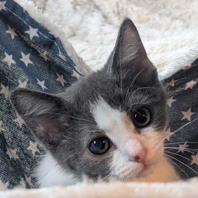 Enlarge Angel Baby, a Adopted American Shorthair in Pikesville, MD image 6/6