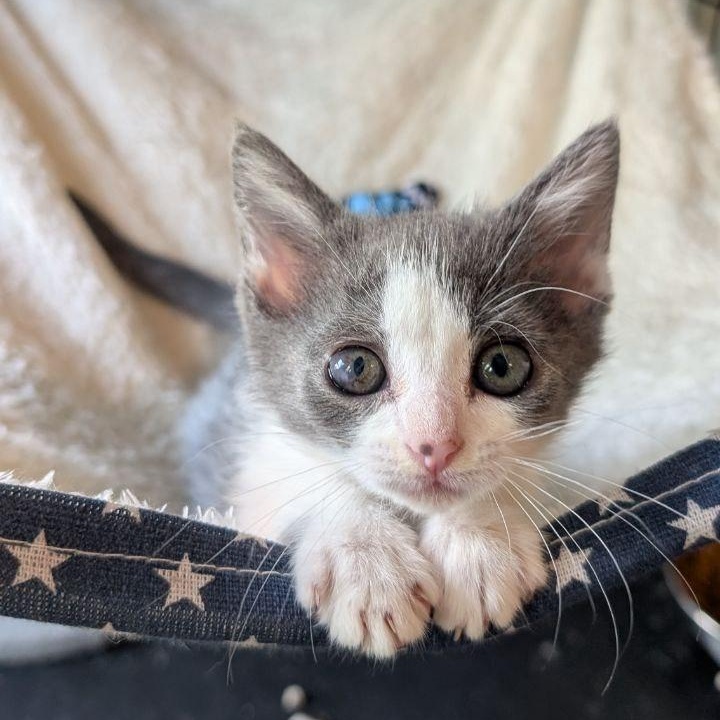 Enlarge Angel Baby, a Adopted American Shorthair in Pikesville, MD image 3/6