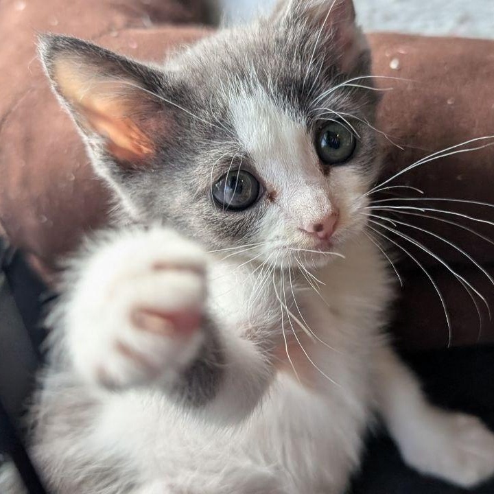 Enlarge Angel Baby, a Adopted American Shorthair in Pikesville, MD image 1/6