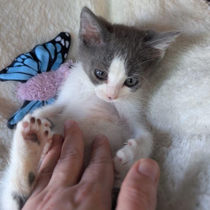 Enlarge Angel Baby, a Adopted American Shorthair in Pikesville, MD image 5/6
