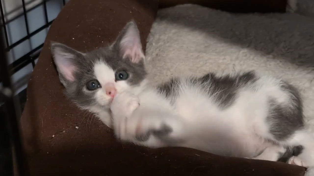 Enlarge Angel Baby, a Adopted American Shorthair in Pikesville, MD video 2/6