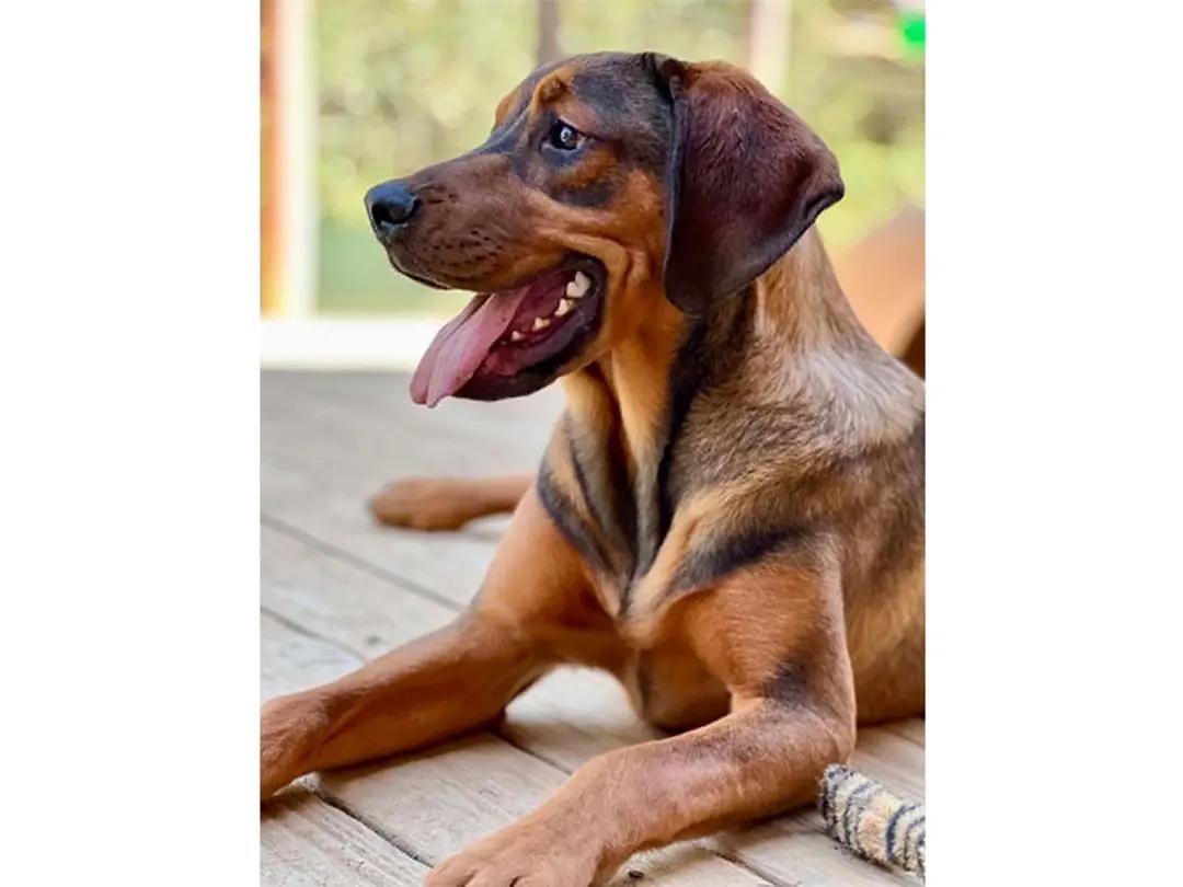 Choctaw (CA), a ADOPTABLE mixed breed in Jackson, CA image 5/6