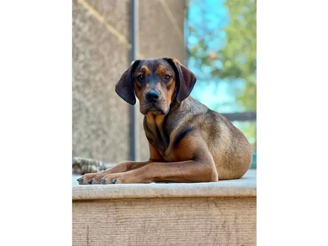 Choctaw (CA), a ADOPTABLE mixed breed in Jackson, CA image 4/6